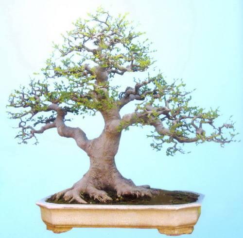 北海修牌楼，颐和园展盆景 京城公园提前备战黄金周