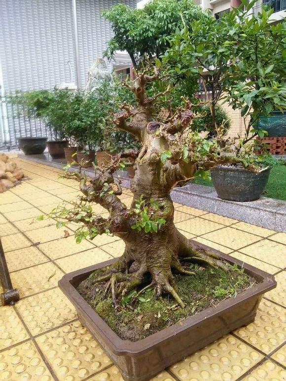 盆景、赏石精品将聚北海