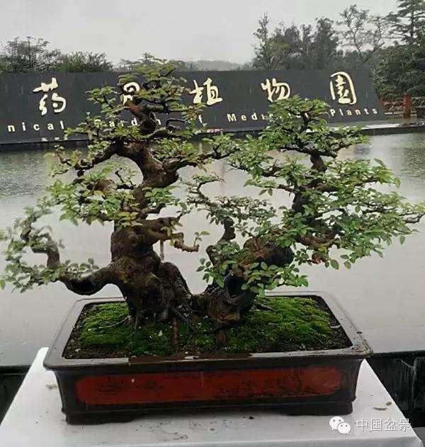 岭南盆景精品北海开展