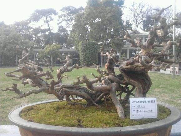 南宁仙美园艺植物租赁是一家专业经营花卉盆景租赁