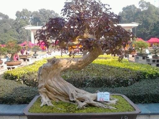 梧州市第十三届宝巾花展暨盆景展方案确定