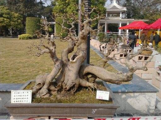 梧州市第十三届(神冠杯)宝巾花展暨盆景展