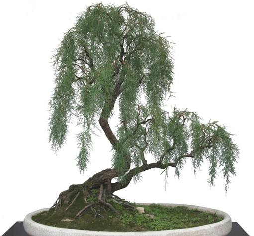 梧州市第十三届宝巾花展暨盆景展还在市政广场展出