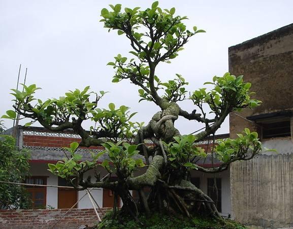 梧州市第十三届盆景展吸引不少市民前来观赏和拍照留念