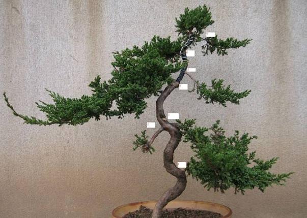 防城港市扶隆镇那果村：&ldquo;节日盆景&rdquo;富了小山村