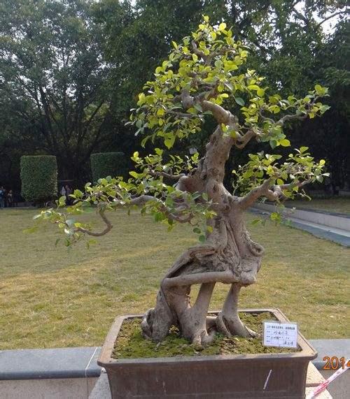 玉林盆景石根艺协会