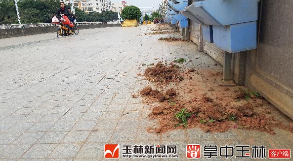 招谁惹谁了?玉林城区排埠桥上的园林盆景惨遭毒手