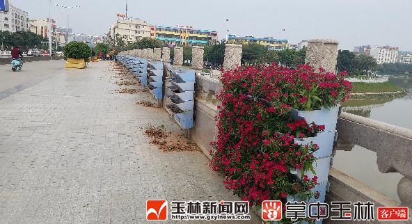 招谁惹谁了?玉林城区排埠桥上的园林盆景惨遭毒手