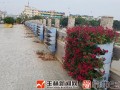 玉林城区排埠桥上的园林盆景惨遭毒手