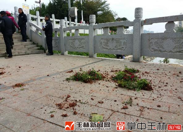 招谁惹谁了?玉林城区排埠桥上的园林盆景惨遭毒手