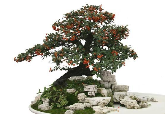 玉林园博园公众开放日：盆景根雕花卉