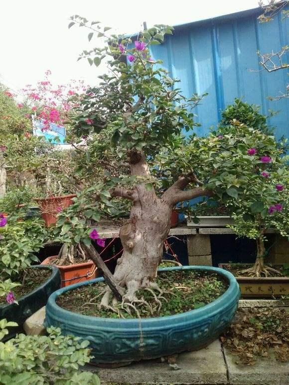 贺州盆景协会,经过精心组织举办“贺州市第一届盆景展览会