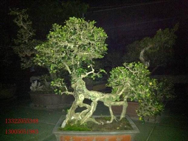 海南乐东盆景协会