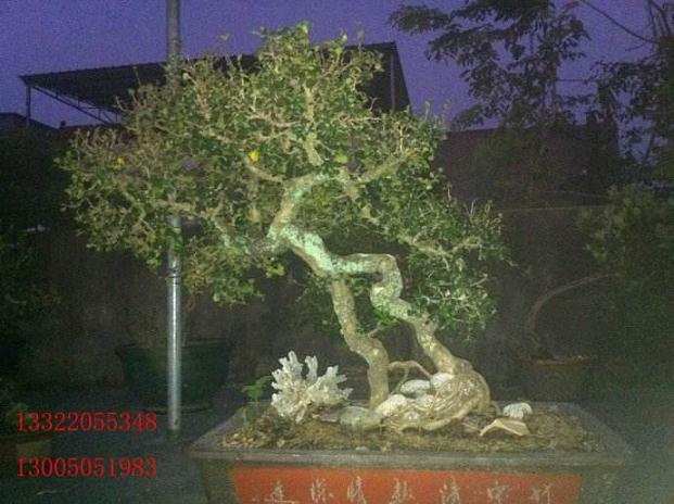 胡庆魁海南乡土树种盆景展举办