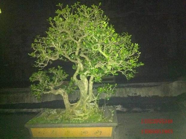 海南盆景艺术家胡庆魁走进阳光卫视