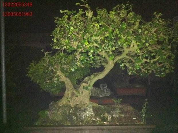 海南盆景跻身国内主流