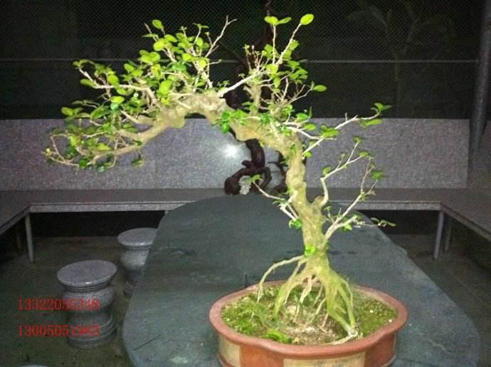 海南盆景成“摇钱树”