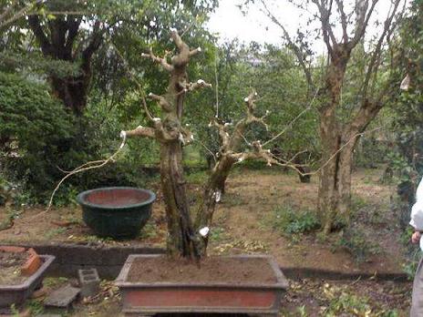 海南盆景艺术家--胡庆魁