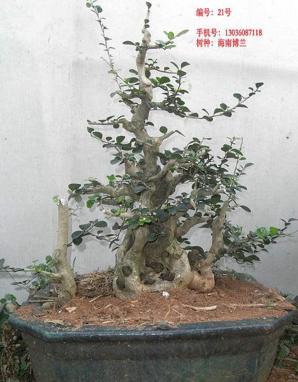 海南乐东县盆景协会成立