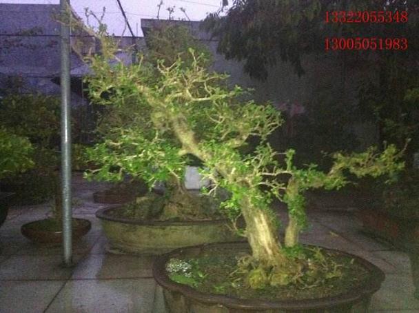 博兰是海南目前最为走红的盆景树之一