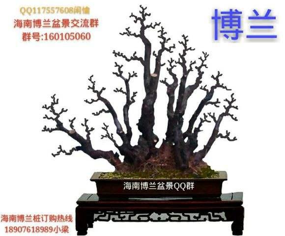 海南省第三届盆景评比展览