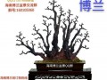 海南省第三届盆景评比展览