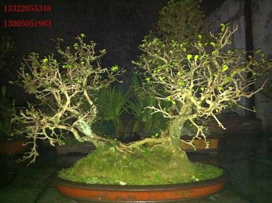 出价38万购买一盆景 海南盆景展精品荟萃