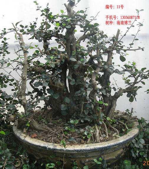 海南盆景《同根共脉》获博览会金奖