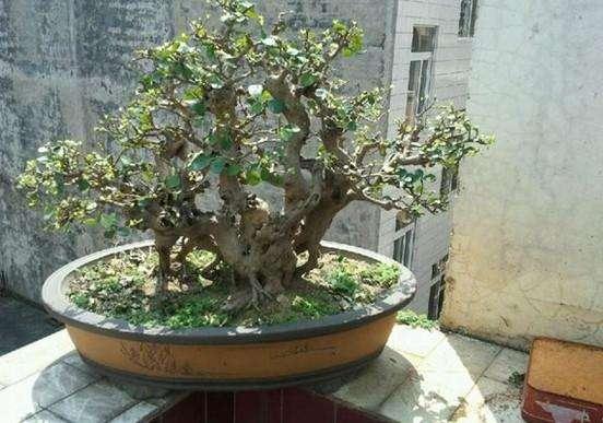 海南首届国际盆景根艺赏石展开展