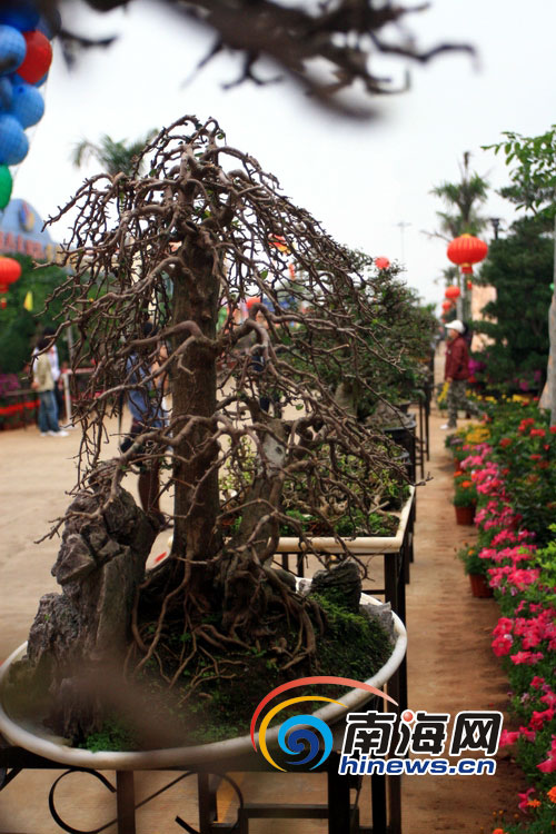 “云重枝垂紫气浓”获海南第三届盆景总冠军