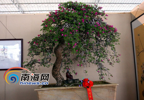 “云重枝垂紫气浓”获海南第三届盆景总冠军