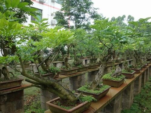 海南将大力培育盆景花卉 建11个花卉生产基地