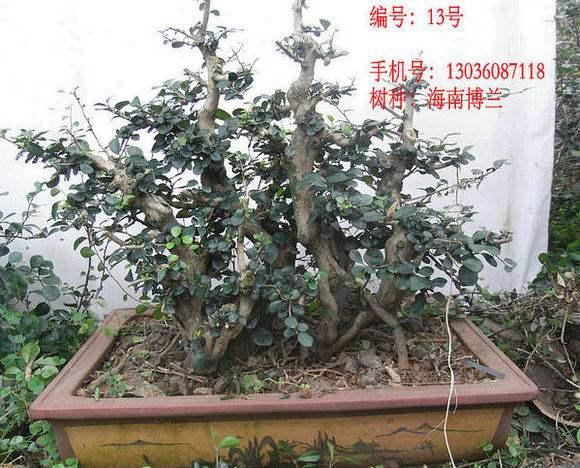 海口市电子农务盆景大比拼活动 产值已经达3.53亿元