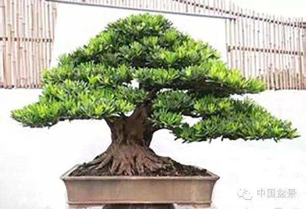 海口盆景根雕大比拼