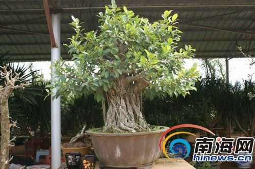 海口市民买鲜花盆景