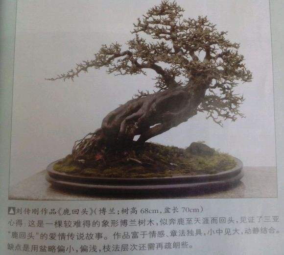 年桔海口悄然失宠？今年新春盆景争当主角