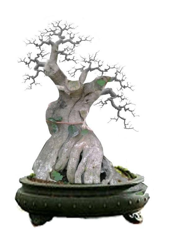 海口打造盆景品牌创花卉盆景大世界