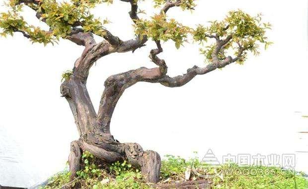 首届国际盆景根艺赏石展海口举行