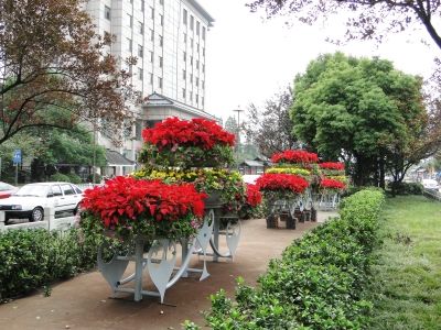 花坛盆景亮相文昌路