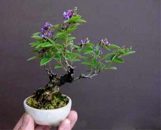 8旬老人盆景上刻唐诗 微型盆景让唐诗