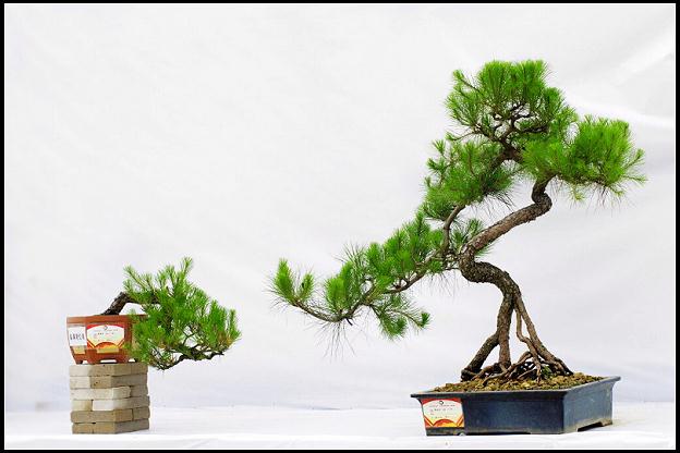 岭南盆景善用修剪又不露刀剪痕迹