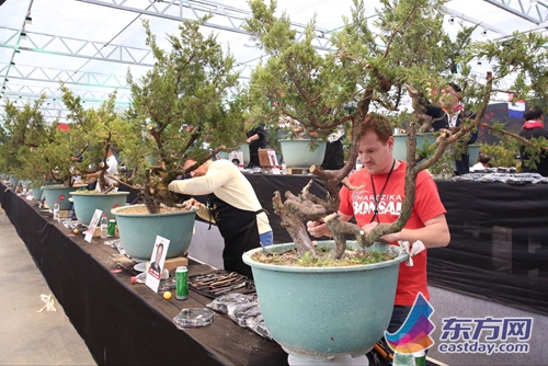 2016中国盆景无国界大会7日开幕 70位盆景艺术家同台表演