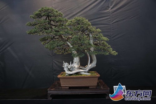 2016中国盆景无国界大会7日开幕 70位盆景艺术家同台表演