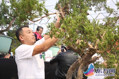 2016中国盆景无国界大会7日开幕 70位盆景艺术家同台表演