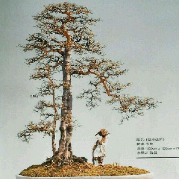 昆明盆景展开展 &ldquo;盆景界法拉利 &rdquo;夺人眼球