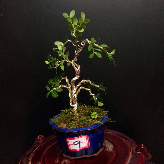 种盆景卖楼盘 澄迈技术人才输出取代劳力输出