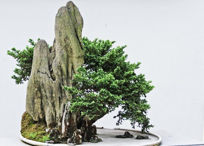 安龙川派盆景至今仍采用古法