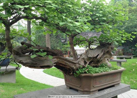 四川农民国庆期间自费办书画盆景展