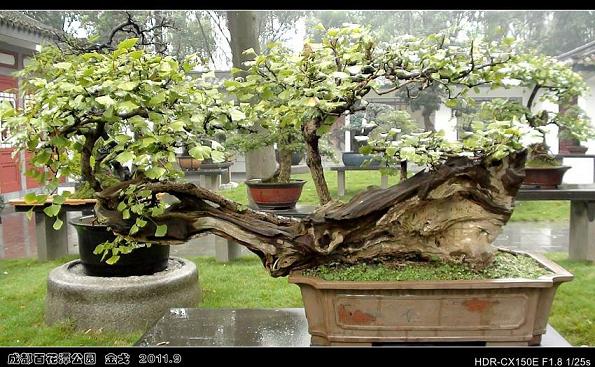 江油有了 “四川杰出盆景艺术家” 吴朝东 蒋戈