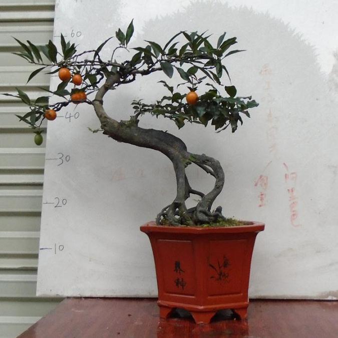 川派盆景第四代传人吴红林 掌管上千万元盆景资产